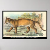 Puma Poster (Voorkant)