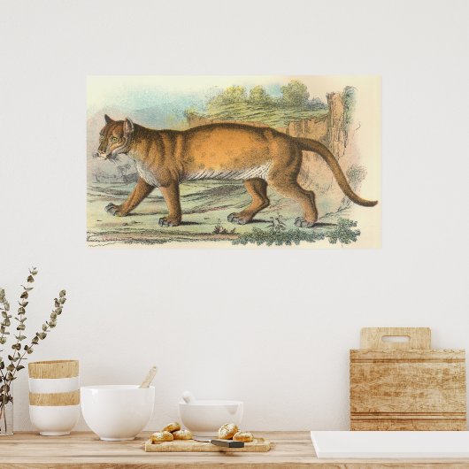 Puma Poster (Keuken)