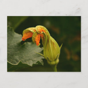 Pumpkin Blossom Briefkaart