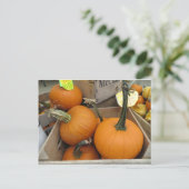 Pumpkin Bunch Briefkaart (Staand voorkant)