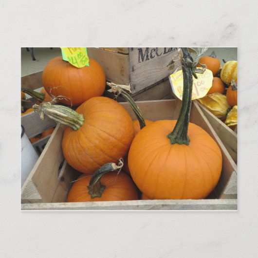 Pumpkin Bunch Briefkaart (Voorkant)