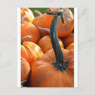 Pumpkin close-up briefkaart