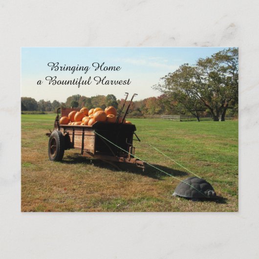 Pumpkin Harvest - Briefkaart (Voorkant)