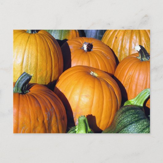 Pumpkin Harvest Briefkaart (Voorkant)