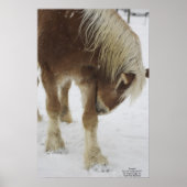 Pumpkin in sneeuw poster (Voorkant)