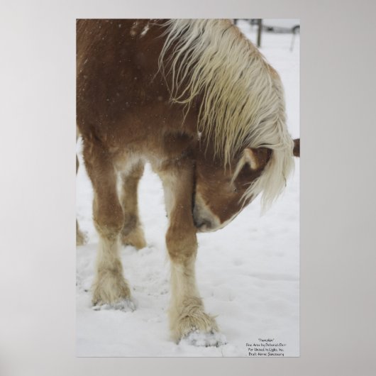 Pumpkin in sneeuw poster (Voorkant)