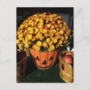 Pumpkin Mum Briefkaart