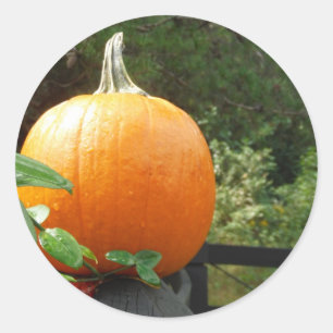 Pumpkin op Black Fence Ronde Sticker