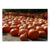 Pumpkin Patch Autumn Harvest Photography (Voorkant Horizontaal)