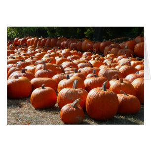 Pumpkin Patch Autumn Harvest Photography
