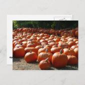 Pumpkin Patch Autumn Harvest Photography Briefkaart (Voorkant / Achterkant)