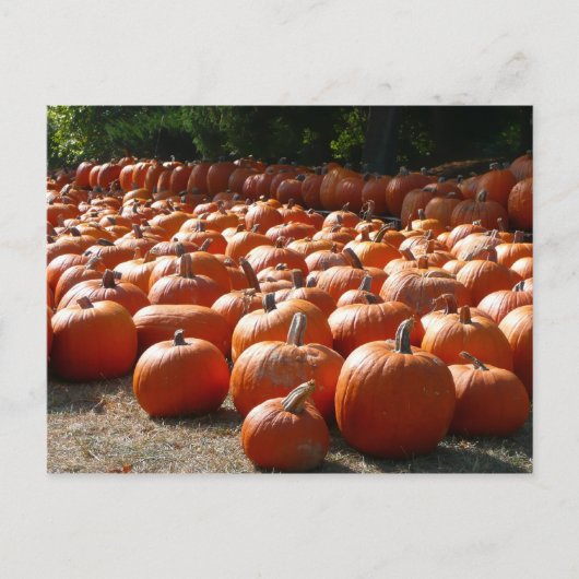 Pumpkin Patch Autumn Harvest Photography Briefkaart (Voorkant)