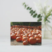 Pumpkin Patch Autumn Harvest Photography Briefkaart (Staand voorkant)