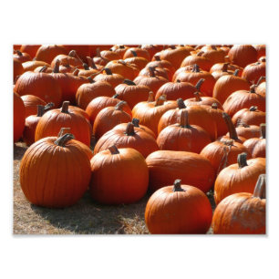 Pumpkin Patch Autumn Harvest Photography Foto Afdruk