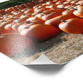 Pumpkin Patch Autumn Harvest Photography Foto Afdruk (Hoek)