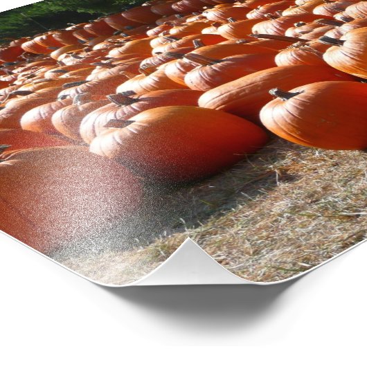 Pumpkin Patch Autumn Harvest Photography Foto Afdruk (Hoek)