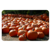 Pumpkin Patch Autumn Harvest Photography Magneet (Horizontaal)