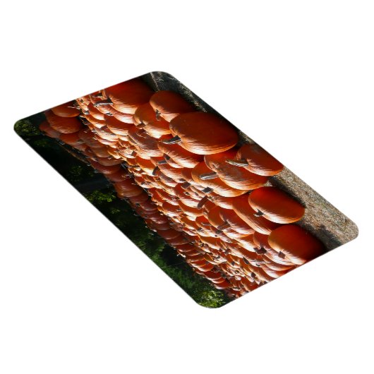 Pumpkin Patch Autumn Harvest Photography Magneet (Rechterzijde)