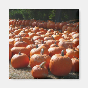 Pumpkin Patch Autumn Harvest Photography Magneet