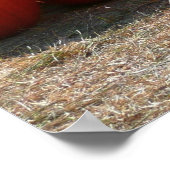 Pumpkin Patch Autumn Harvest Photography Poster (Hoek)