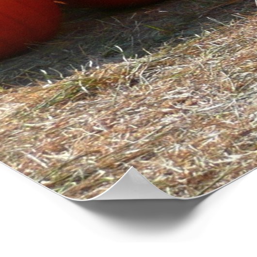 Pumpkin Patch Autumn Harvest Photography Poster (Hoek)