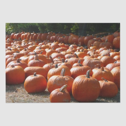 Pumpkin Patch Autumn Harvest Photography Tissuepapier (Voorkant)