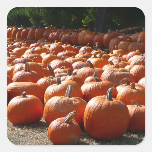 Pumpkin Patch Autumn Harvest Photography Vierkante Sticker (Voorkant)