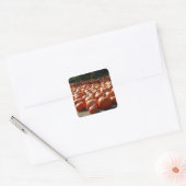 Pumpkin Patch Autumn Harvest Photography Vierkante Sticker (Envelop)