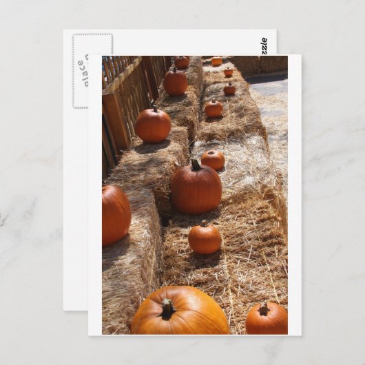 Pumpkin Patch Briefkaart (Voorkant / Achterkant)