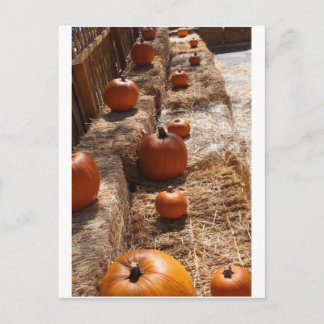 Pumpkin Patch Briefkaart