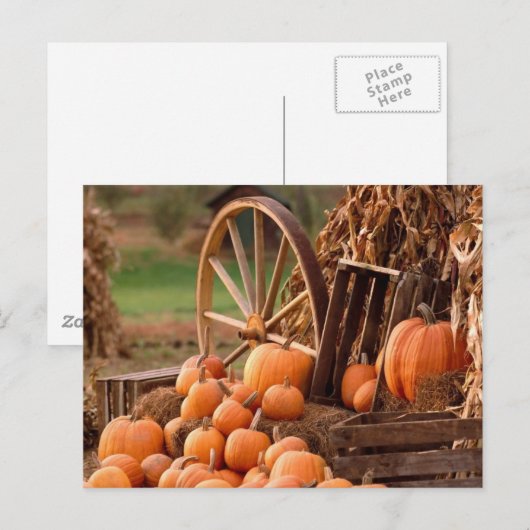 Pumpkin Patch Briefkaart (Voorkant / Achterkant)