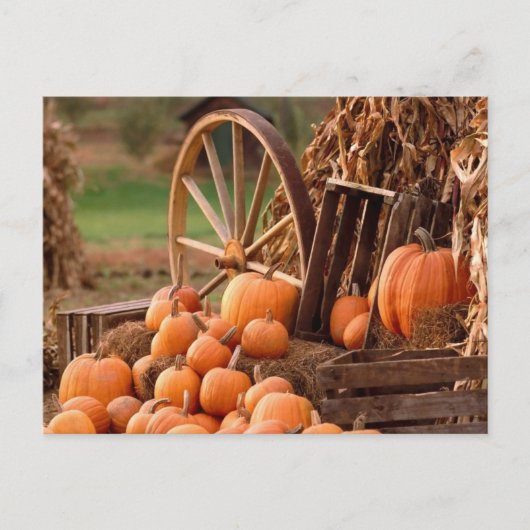 Pumpkin Patch Briefkaart (Voorkant)