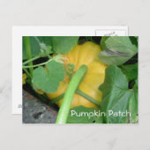 Pumpkin Patch Briefkaart (Voorkant / Achterkant)