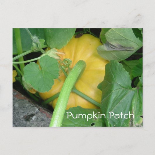 Pumpkin Patch Briefkaart (Voorkant)
