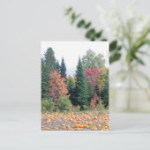 Pumpkin Patch Briefkaart (Staand voorkant)