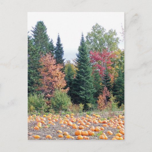 Pumpkin Patch Briefkaart (Voorkant)