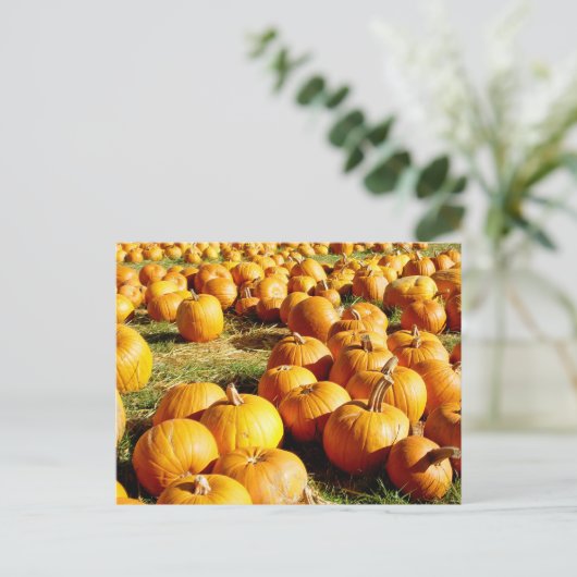 Pumpkin Patch Halloween Feestdagenkaart (Staand voorkant)