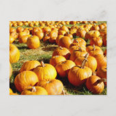 Pumpkin Patch Halloween Feestdagenkaart (Voorkant)