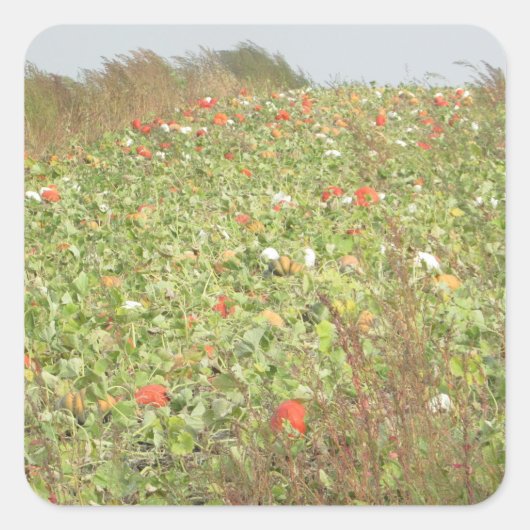 Pumpkin Patch Halloween Stickers (Voorkant)