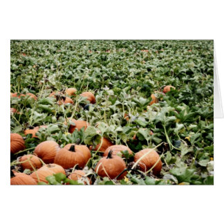 Pumpkin Patch in Lawrence, KS