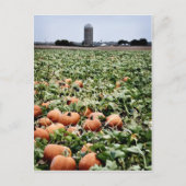 Pumpkin Patch in Lawrence, KS Briefkaart (Voorkant)