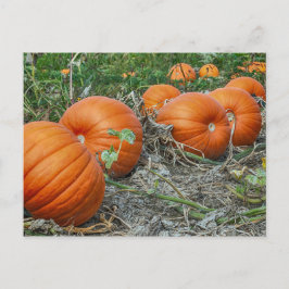 Pumpkin Patch Photo Briefkaart