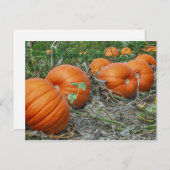 Pumpkin Patch Photo Briefkaart (Voorkant / Achterkant)