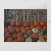 Pumpkin Patch Photo Pumpkins Thanksgiving Holiday Feestdagenkaart (Voorkant)