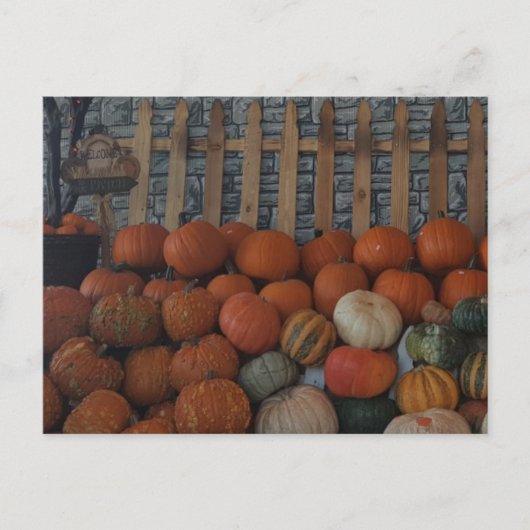 Pumpkin Patch Photo Pumpkins Thanksgiving Holiday Feestdagenkaart (Voorkant)