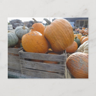 Pumpkin Pile Briefkaart
