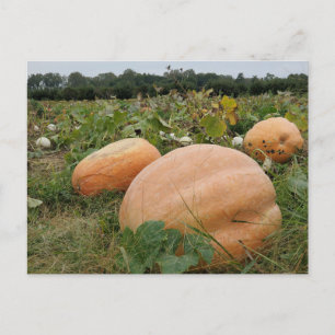 Pumpkin-pleister Briefkaart