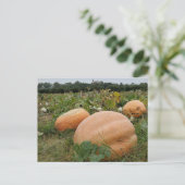 Pumpkin-pleister Briefkaart (Staand voorkant)