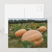 Pumpkin-pleister Briefkaart (Voorkant / Achterkant)