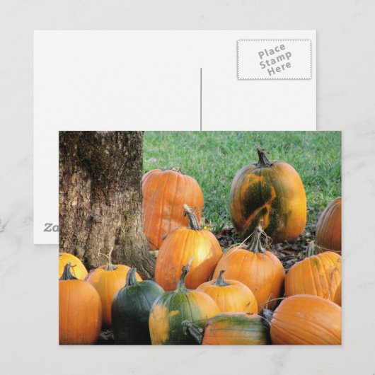 Pumpkin-pleister met een boom briefkaart (Voorkant / Achterkant)